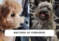 Maltipoo vs Yorkiepoo