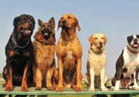 identify dog breed by characteristics