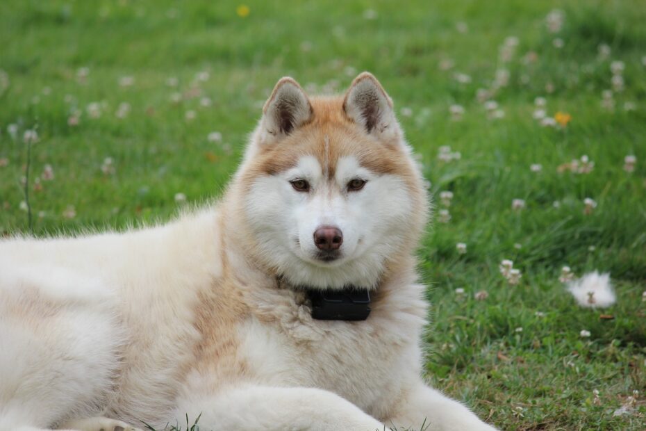 siberian, husky, animal