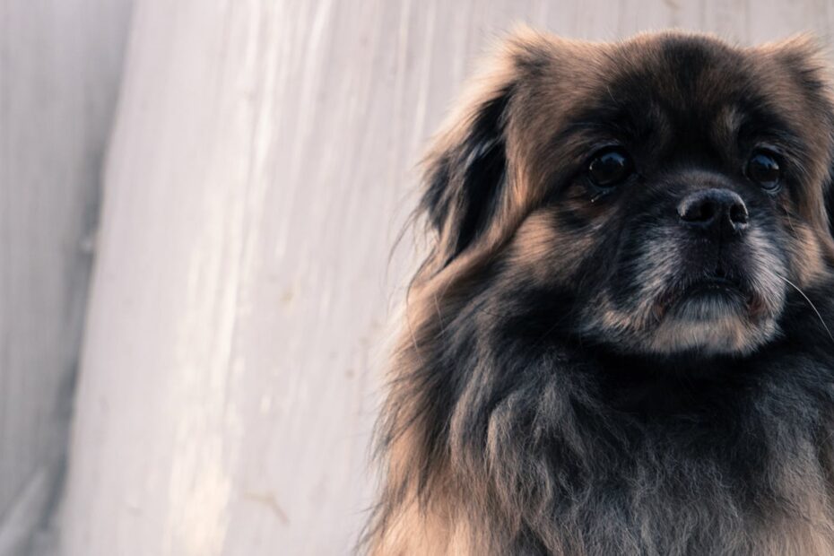 Close-up Portrait of Dog