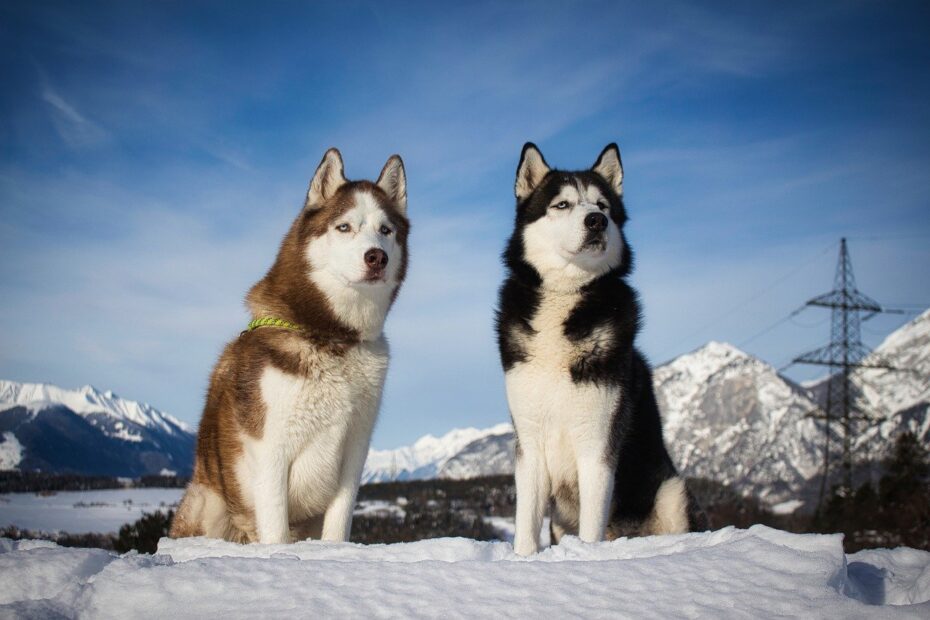 siberian husky, husky, dogs