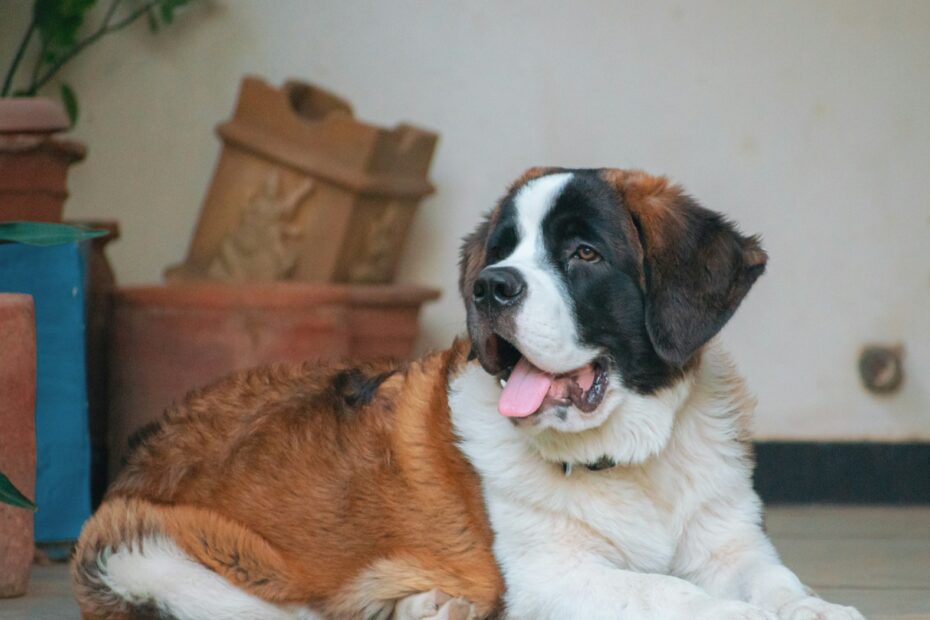a large brown and white dog laying on a tile floor